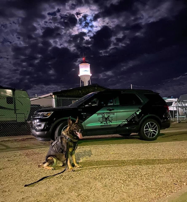Security Dog and Security Vehicle Night Time